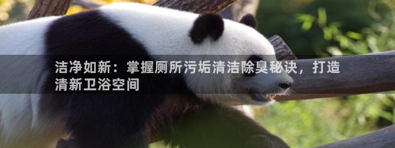 尊龙百度百科：洁净如新：掌握厕所污垢清洁除臭秘诀，打造
